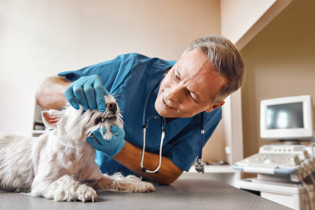 Best Emergency Root Canal Treatment in Buda, TX